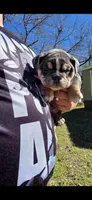 Manchita, a female English Bulldog for sale in Argyle, TX – Photo 6 of 8