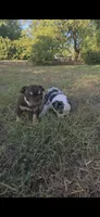 CHOCOLATE, a male English Bulldog for sale in Argyle, TX – 7 of 10