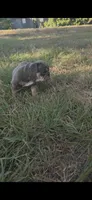 BUTTER, a male English Bulldog for sale in Argyle, TX – 7 of 9