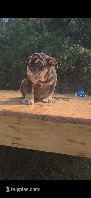 CHOCOLATE – English Bulldog puppy for sale in Argyle, TX