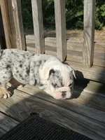 Cake, a female English Bulldog for sale in Argyle, TX – 4 of 10
