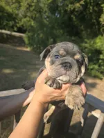 Dakota, a female English Bulldog for sale in Argyle, TX – 4 of 4