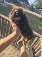 CHOCOLATE, a male English Bulldog for sale in Argyle, TX – 3 of 10