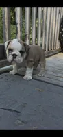 PUMPKIN, a male English Bulldog for sale in Argyle, TX – 6 of 9