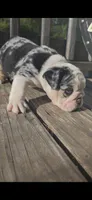 MUFFIN, a male English Bulldog for sale in Argyle, TX – 4 of 9