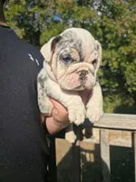 Cake, a female English Bulldog for sale in Argyle, TX – 2 of 10