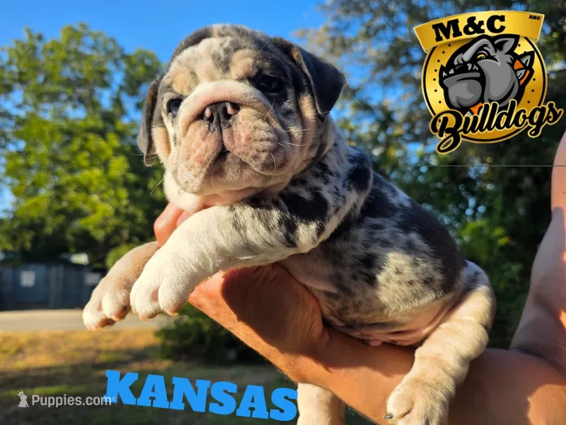 KANSAS – English Bulldog puppy for sale in Argyle, TX