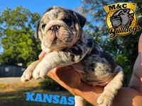 KANSAS, a male English Bulldog for sale in Argyle, TX – 1 of 10