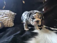 KANSAS, a male English Bulldog for sale in Argyle, TX – 7 of 10