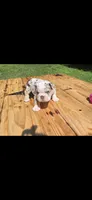 JR, a male English Bulldog for sale in Argyle, TX – Photo 3 of 7