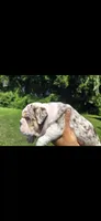 JR, a male English Bulldog for sale in Argyle, TX – Photo 4 of 7