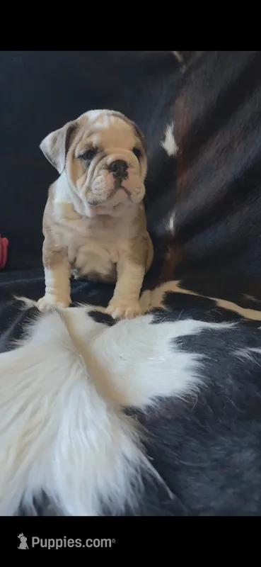 PUMPKIN – English Bulldog puppy for sale in Argyle, TX