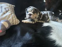 KANSAS, a male English Bulldog for sale in Argyle, TX – 4 of 10