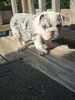 Cake, a female English Bulldog for sale in Argyle, TX – 8 of 10