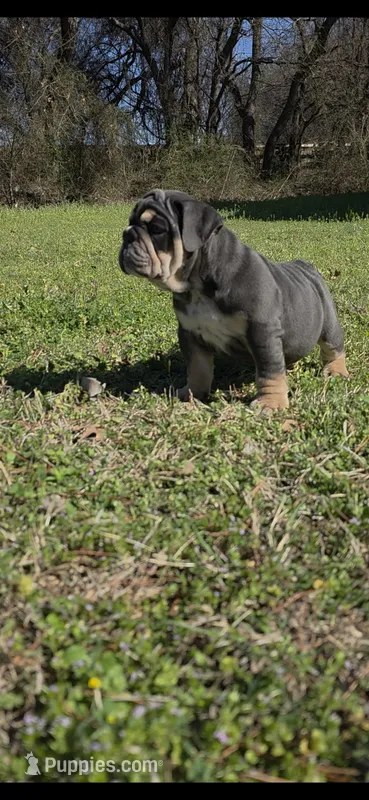 Bluey – English Bulldog puppy for sale in Argyle, TX