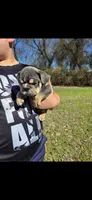 Bluey, a male English Bulldog for sale in Argyle, TX – Photo 3 of 7