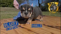 Bluey, a male English Bulldog for sale in Argyle, TX – Photo 1 of 7