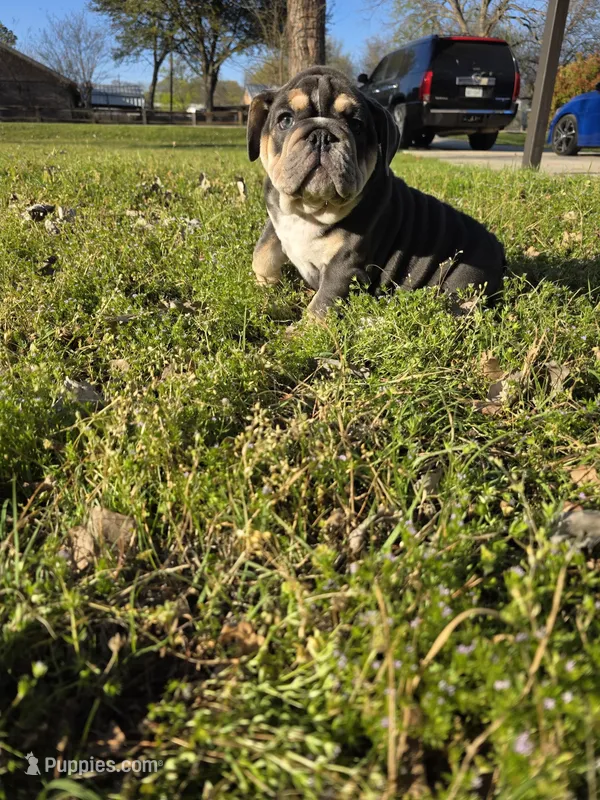 Bluey – English Bulldog puppy for sale in Argyle, TX