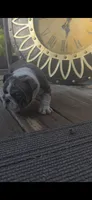 DENVER, a male English Bulldog for sale in Argyle, TX – 6 of 10