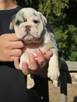 Cake, a female English Bulldog for sale in Argyle, TX – 3 of 10