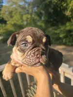 CHOCOLATE, a male English Bulldog for sale in Argyle, TX – 2 of 10