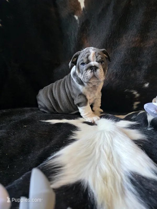 DENVER – English Bulldog puppy for sale in Argyle, TX