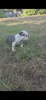 marshmallow, a male English Bulldog for sale in Argyle, TX – 6 of 8