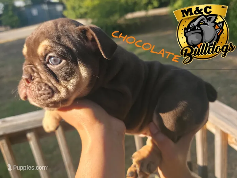 CHOCOLATE – English Bulldog puppy for sale in Argyle, TX