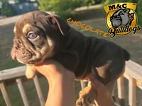 CHOCOLATE, a male English Bulldog for sale in Argyle, TX – 1 of 10