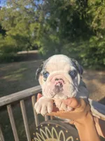 MUFFIN, a male English Bulldog for sale in Argyle, TX – 2 of 9