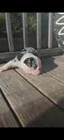 MUFFIN, a male English Bulldog for sale in Argyle, TX – 5 of 9
