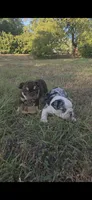 CHOCOLATE, a male English Bulldog for sale in Argyle, TX – 6 of 10