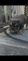 OHIO, a male English Bulldog for sale in Argyle, TX – 6 of 9