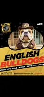 Cake, a female English Bulldog for sale in Argyle, TX – 10 of 10