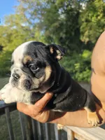 BEAN, a male English Bulldog for sale in Argyle, TX – 3 of 9