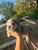 POPCORN, a male English Bulldog for sale in Argyle, TX – 1 of 7