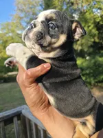 BEAN, a male English Bulldog for sale in Argyle, TX – 2 of 9