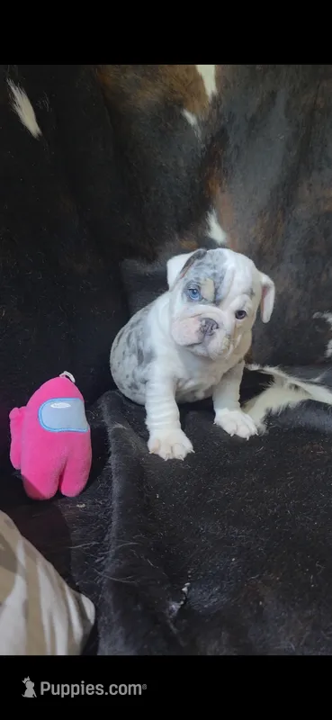 Cake – English Bulldog puppy for sale in Argyle, TX
