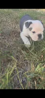 marshmallow, a male English Bulldog for sale in Argyle, TX – 5 of 8