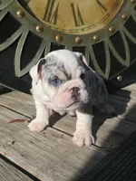 Cake, a female English Bulldog for sale in Argyle, TX – 7 of 10