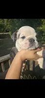 marshmallow, a male English Bulldog for sale in Argyle, TX – 3 of 8