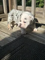 Cake, a female English Bulldog for sale in Argyle, TX – 5 of 10