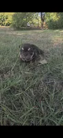 CHOCOLATE, a male English Bulldog for sale in Argyle, TX – 5 of 10