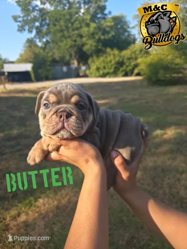 BUTTER – English Bulldog puppy for sale in Argyle, TX