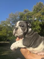 DENVER, a male English Bulldog for sale in Argyle, TX – 3 of 10