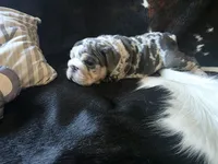 KANSAS, a male English Bulldog for sale in Argyle, TX – 6 of 10