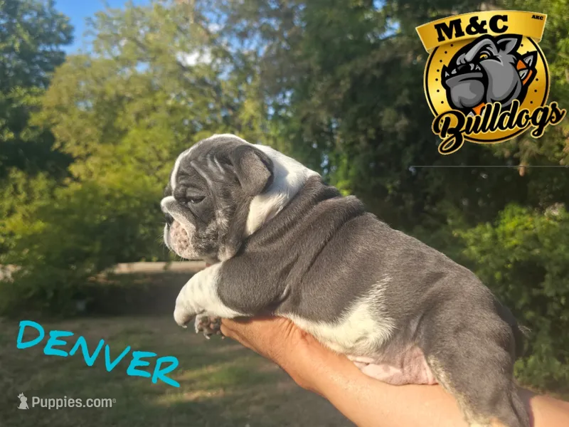 DENVER – English Bulldog puppy for sale in Argyle, TX