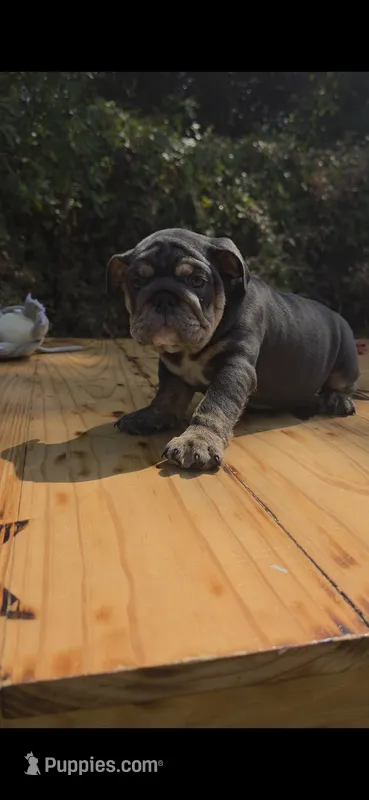 Dakota – English Bulldog puppy for sale in Argyle, TX