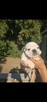 marshmallow, a male English Bulldog for sale in Argyle, TX – 2 of 8