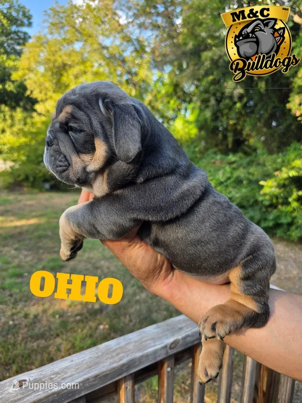 OHIO – English Bulldog puppy for sale in Argyle, TX